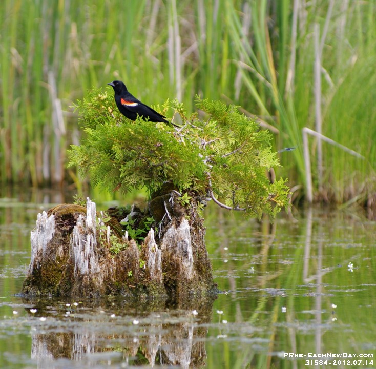 31584CrLe - Solo kayak to the marsh at the cottage - Red-winged Black Bird